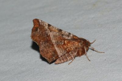 <i>Selenia dentaria</i>