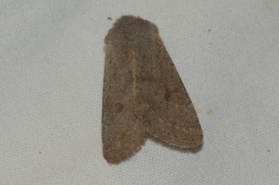 <i>Orthosia populeti</i>