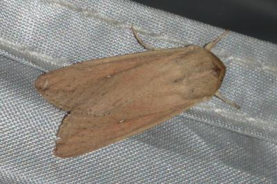 <i>Mythimna unipuncta</i>