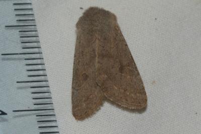 <i>Orthosia populeti</i>
