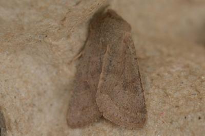 <i>Orthosia populeti</i>