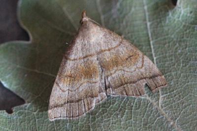 <i>Herminia tarsicrinalis</i>