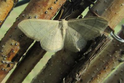 <i>Idaea straminata</i>