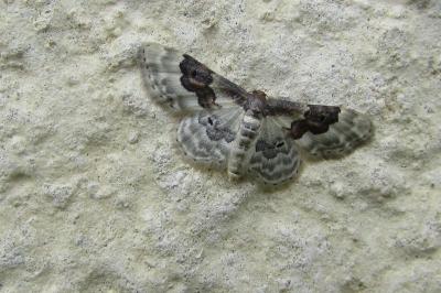 <i>Idaea rusticata</i>