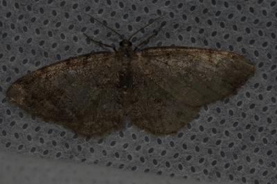 <i>Aethalura punctulata</i>