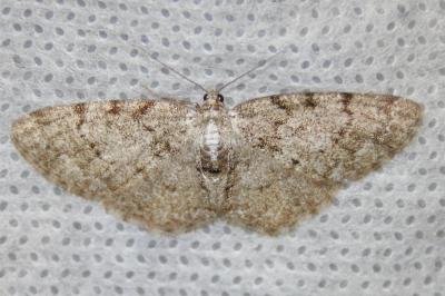 <i>Aethalura punctulata</i>