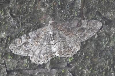 <i>Alcis repandata</i>