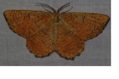 <i>Angerona prunaria</i>