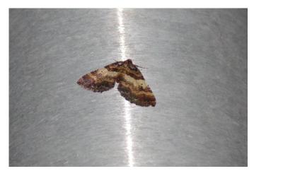 <i>Earophila badiata</i>