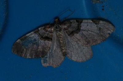<i>Anticlea derivata</i>