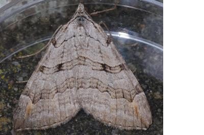 <i>Aplocera plagiata</i>