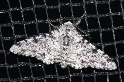 <i>Biston betularia</i>