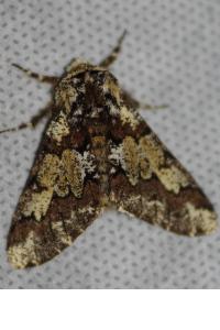 <i>Biston strataria</i>
