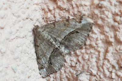 <i>Chiasmia aestimaria</i>