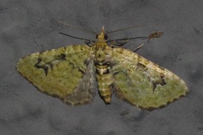 <i>Chloroclystis v-ata</i>