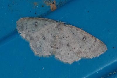 <i>Cyclophora albipunctata</i>