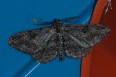 <i>Peribatodes rhomboidaria rhomboidaria</i>
