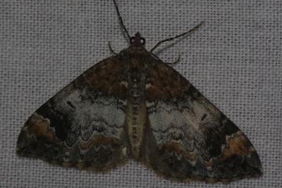 <i>Dysstroma truncata</i>