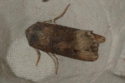 <i>Agrotis ipsilon</i>