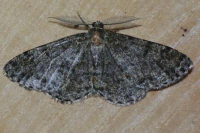 <i>Deileptenia ribeata</i>