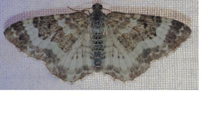 <i>Epirrhoe rivata</i>