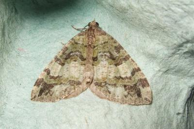 <i>Hydriomena furcata</i>