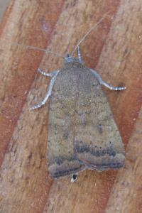 <i>Noctua interjecta</i>