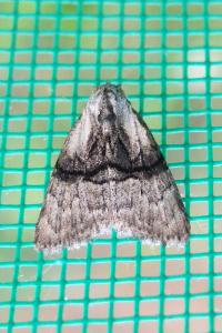 <i>Meganola togatulalis</i>