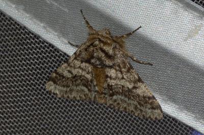 <i>Lycia hirtaria</i>
