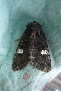 <i>Melanchra persicariae</i>