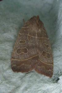 <i>Ipimorpha subtusa</i>