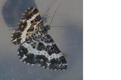 <i>Epirrhoe tristata</i>
