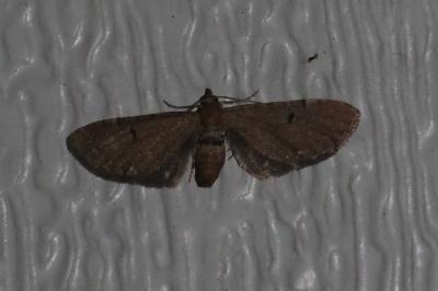 <i>Eupithecia absinthiata</i>