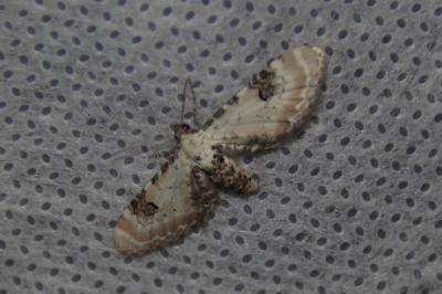 <i>Eupithecia centaureata</i>