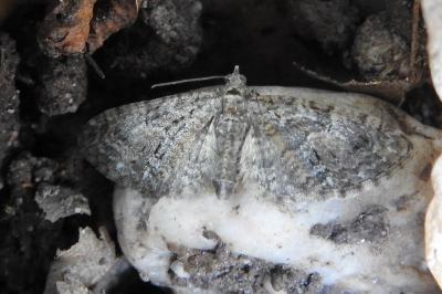 <i>Eupithecia dodoneata</i>