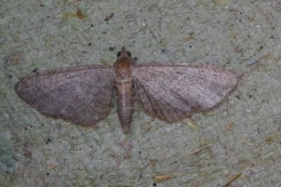 <i>Eupithecia haworthiata</i>