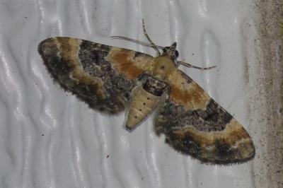 <i>Eupithecia linariata/pulchellata/pyreneata</i>