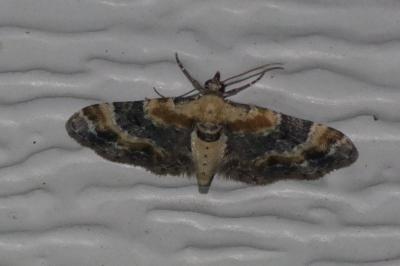 <i>Eupithecia linariata/pulchellata/pyreneata</i>