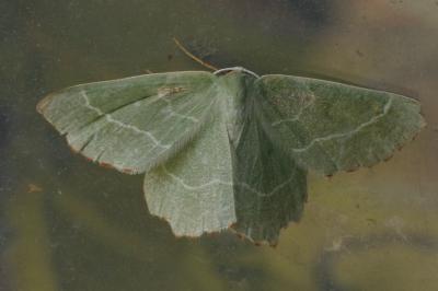 <i>Hemithea aestivaria</i>