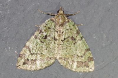 <i>Hydriomena furcata</i>