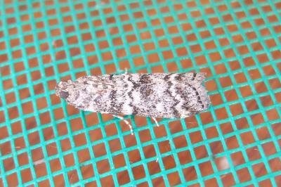 <i>Dioryctria abietella</i>