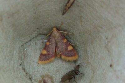 <i>Hypsopygia costalis</i>