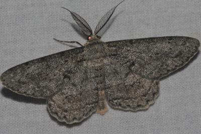 <i>Hypomecis roboraria</i>