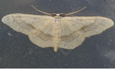 <i>Idaea aversata</i>