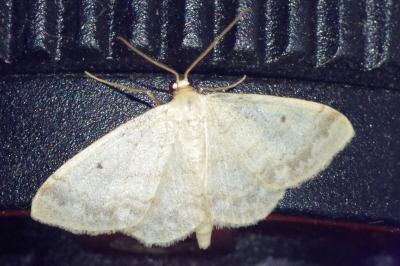 <i>Idaea biselata</i>