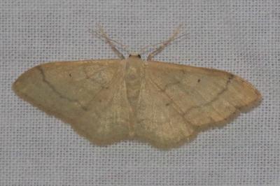 <i>Idaea deversaria</i>
