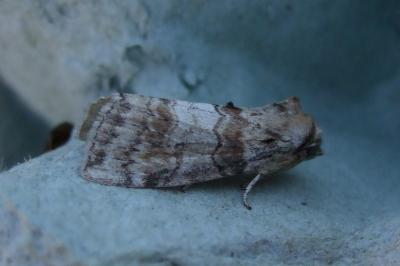 <i>Cymatophorina diluta</i>