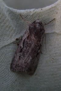 <i>Xestia agathina</i>