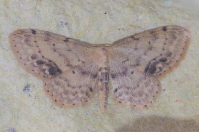 <i>Idaea dimidiata</i>