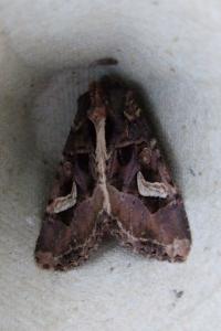 <i>Trigonophora flammea</i>
